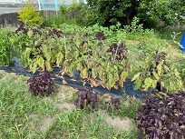 IMG_8627-3.jpg