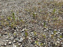 IMG_9502-3.jpg